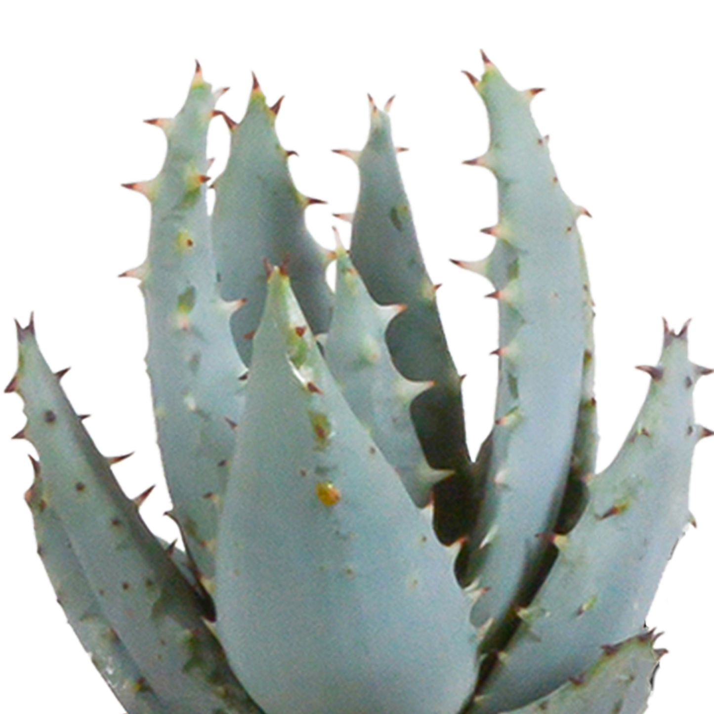 Cactus en vetplanten mix 5.5 cm | 15 stuks - in witte pot