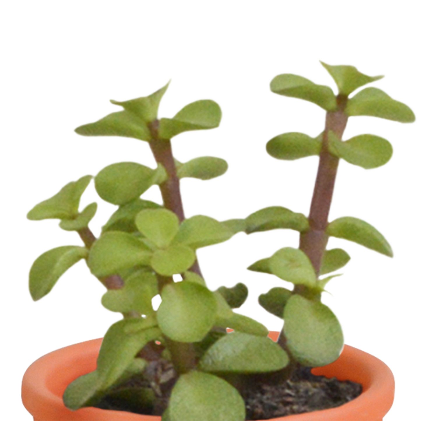 Cactus en vetplanten mix 5.5 cm | 15 stuks - in terracotta pot