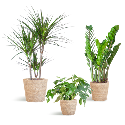 Schaduw Plantenbox - medium - met mand Sofia
