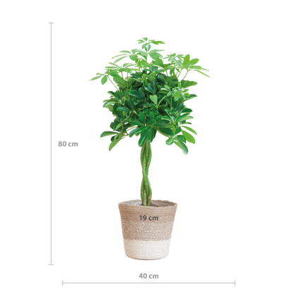 Schefflera Arab Nora met Mand Lissabon wit  - 70cm - Ø21