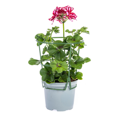 Pelargonium peltatum Mix Ø12 cm - ↕20 cm