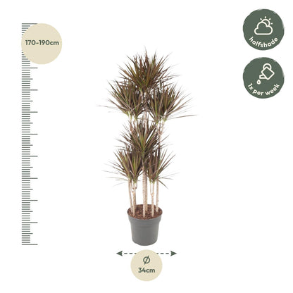 Dracaena Magenta Carrousel - 180 cm - ø34
