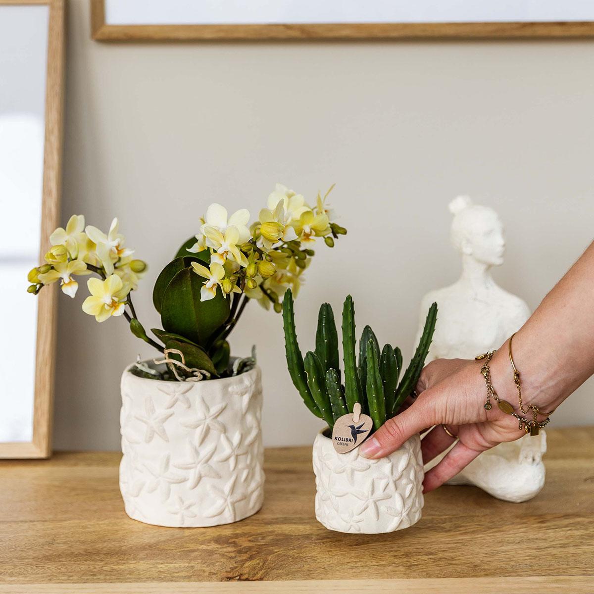 Kolibri Home | Star Fish sierpot - Off White - Ø9cm