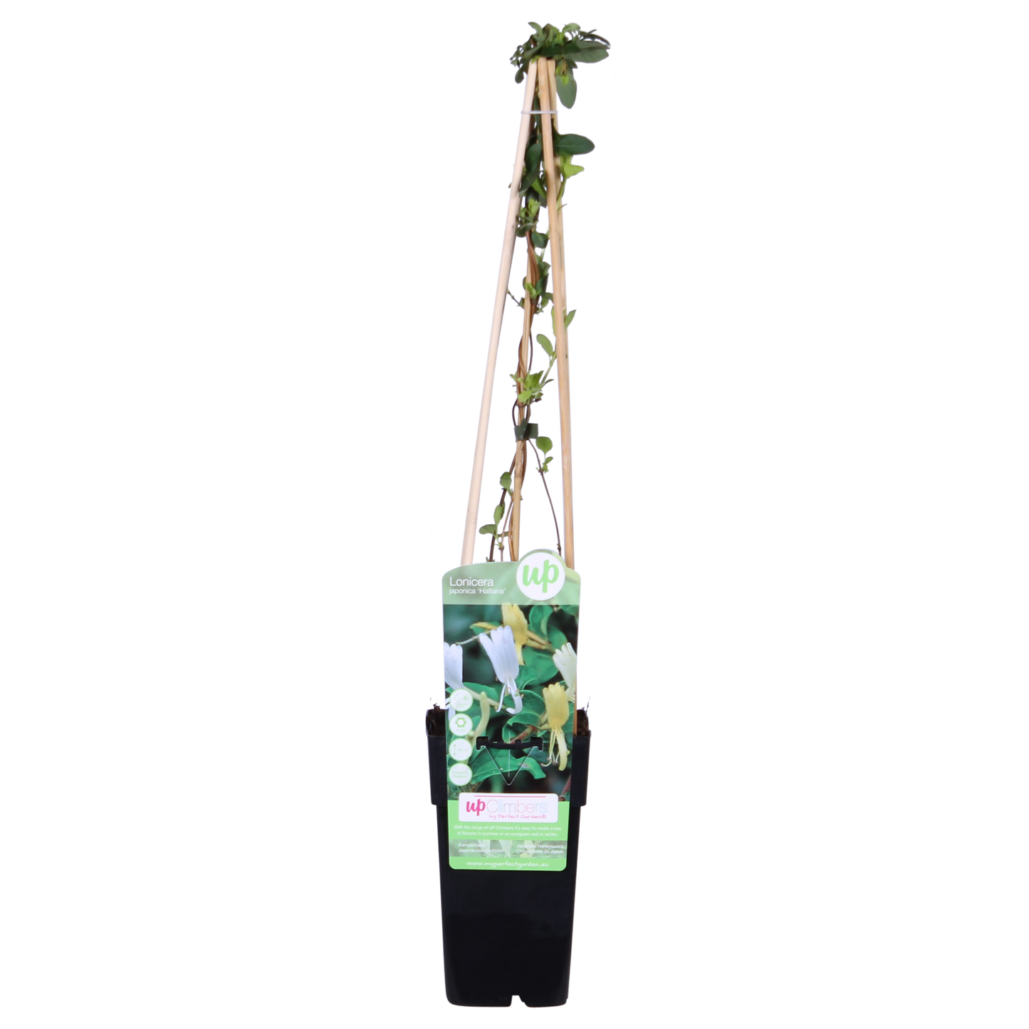 Lonicera japonica 'Halliana' - Ø15cm - ↕65cm