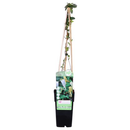 Lonicera japonica 'Halliana' - Ø15cm - ↕65cm