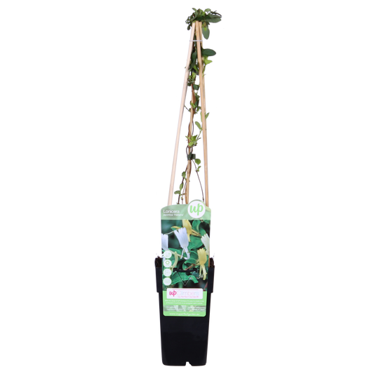 Lonicera japonica 'Halliana' - Ø15cm - ↕65cm