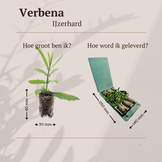 Verbena – 6 Pluggen | Kweek & Geniet van Prachtige Verbena