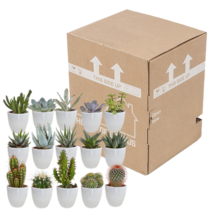 Cactus en vetplanten mix 5.5 cm | 15 stuks - in witte pot