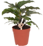 Kolibri Greens | Groene plant - Calathea -  groene kamerplant - vers van de kweker - Ø9cm