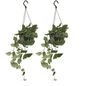 Scindapsus Pictus (Epipremnum) - 2 stuks - Ø15cm - ↕20cm