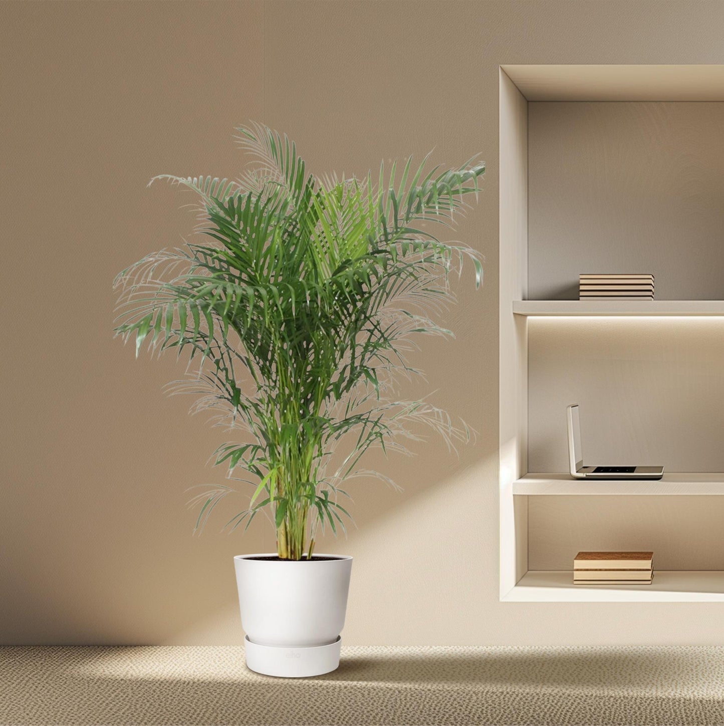 Dypsis Lutescens (Areca Palm) - 150 cm - ø30