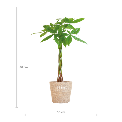 Pachira Aquatica met Sofia mand naturel - 80cm - Ø21