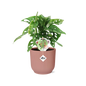 Monstera ‘Monkey Leaf’ in ELHO Vibes Fold 14cm roze