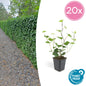 20x Hedera Hibernica - ↕10-25cm - Ø9cm