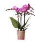 Kolibri Orchids | Paars/ roze Phalaenopsis orchidee - Mineral Vienna - potmaat Ø9cm | bloeiende kamerplant - vers van de kweker