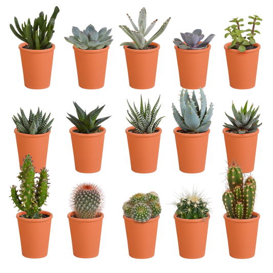 Cactus en vetplanten mix 5.5 cm | 15 stuks - in terracotta pot