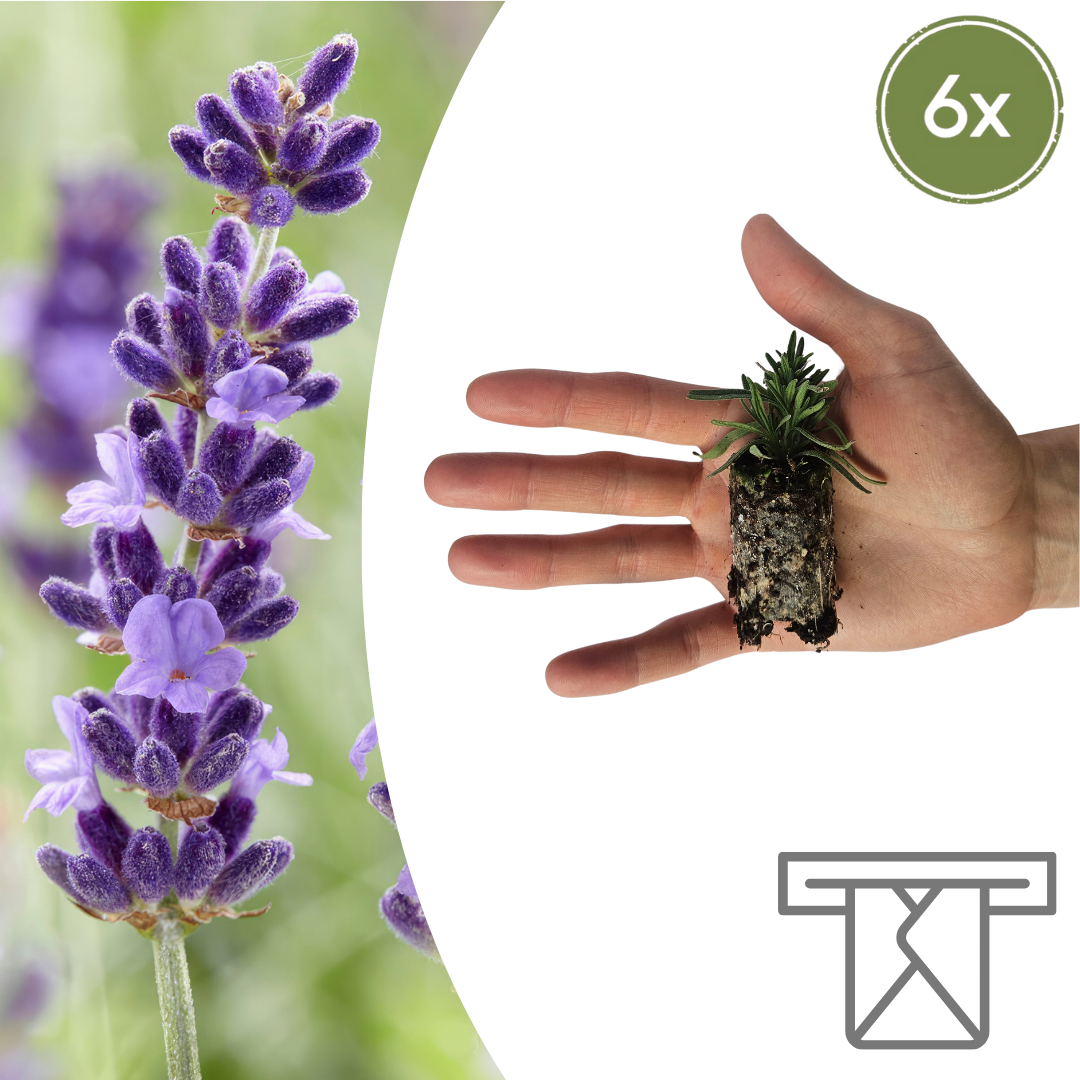 Lavandula 'Hidcote' – 6 Pluggen | Kweek & Geniet van Prachtige Lavendel