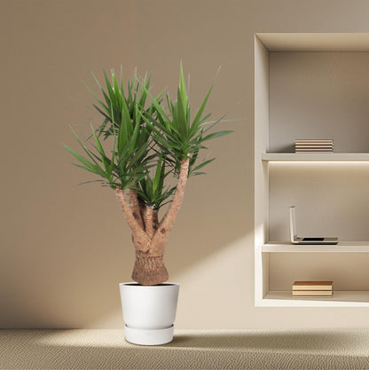 Yucca Elephantipes vertakt - 160 cm - ø32