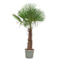 Trachycarpus Fortunei - 270 cm - Ø55cm