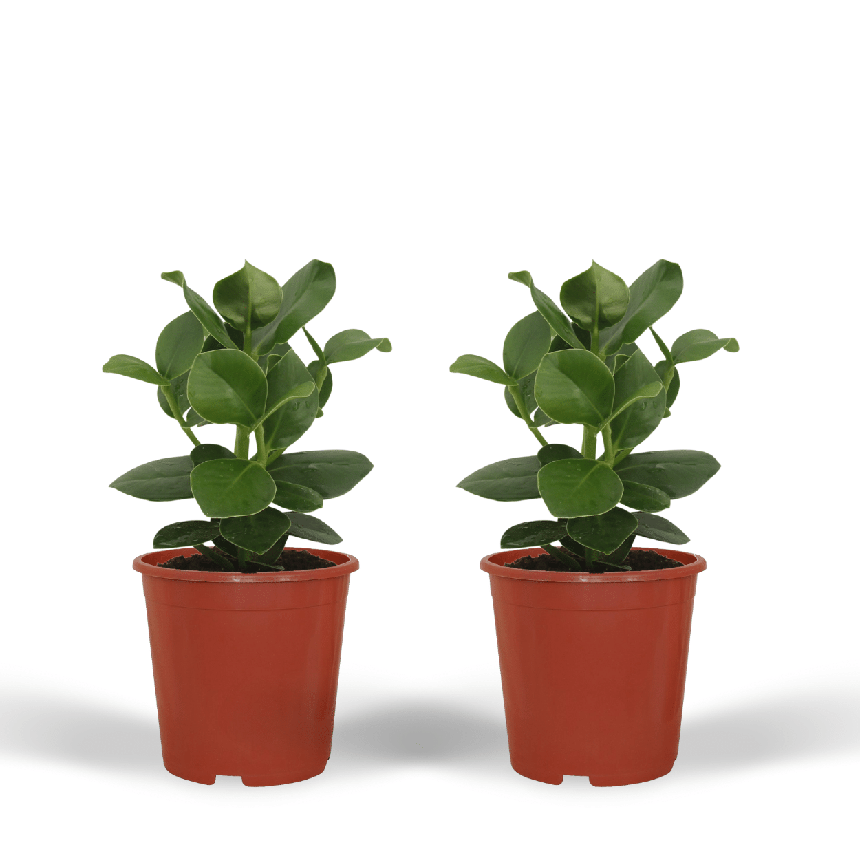 Clusia Princess (Handtekeningboom) - 2 stuks - Ø12cm - ↕15cm