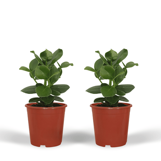 Clusia Princess (Handtekeningboom) - 2 stuks - Ø12cm - ↕15cm