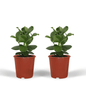 Clusia Princess (Handtekeningboom) - 2 stuks - Ø12cm - ↕15cm