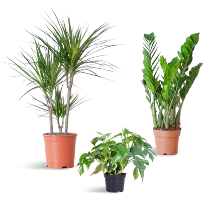 Schaduw Plantenbox - medium - zonder sierpot