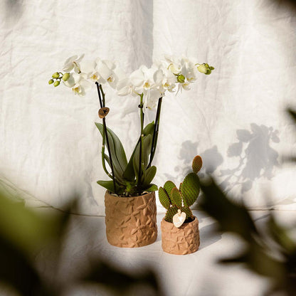 Kolibri Home | Star Fish sierpot - Sand - Ø9cm
