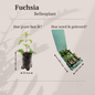 Fuchsia – 6 Pluggen | Kweek & Geniet van een Kleurrijke Tuin