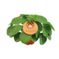 Pilea Peperomioides - Ø15cm - ↕30cm