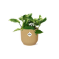Scindapsus (Epipremnum) Marble Queen in ELHO Vibes Fold 14cm geel