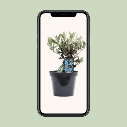 Olea Olijf - Ø13cm - ↕25cm