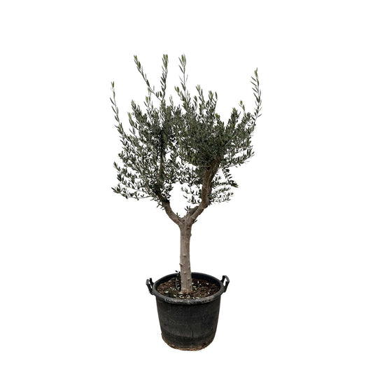 Olea Europaea Cultivo - 225cm- Ø40
