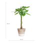 Pachira Aquatica met Mand Lissabon wit - 80cm - Ø21