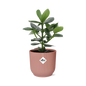 Clusia Princess in ELHO Vibes Fold 14cm roze