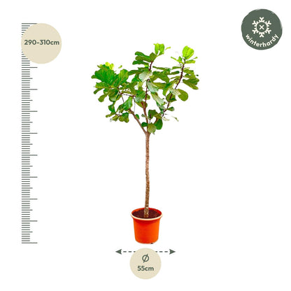 Ficus Lyrata boom XXXL - 300cm - ø55