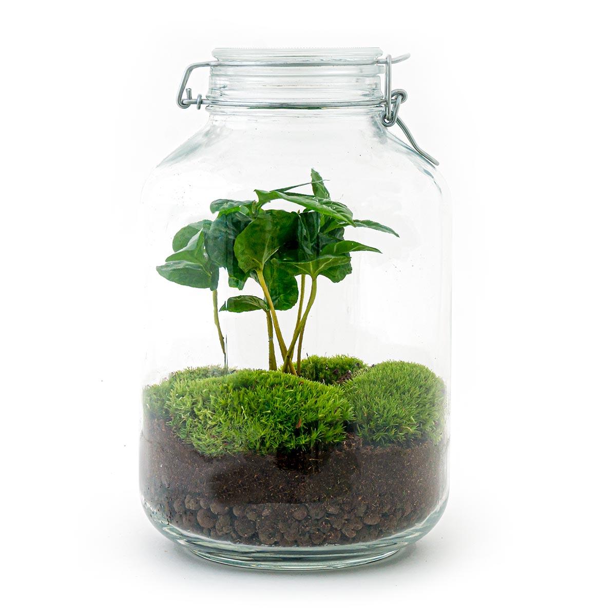 DIY terrarium - Jar - Coffea Arabica - ↕ 28 cm - Rake + Shovel + Tweezer