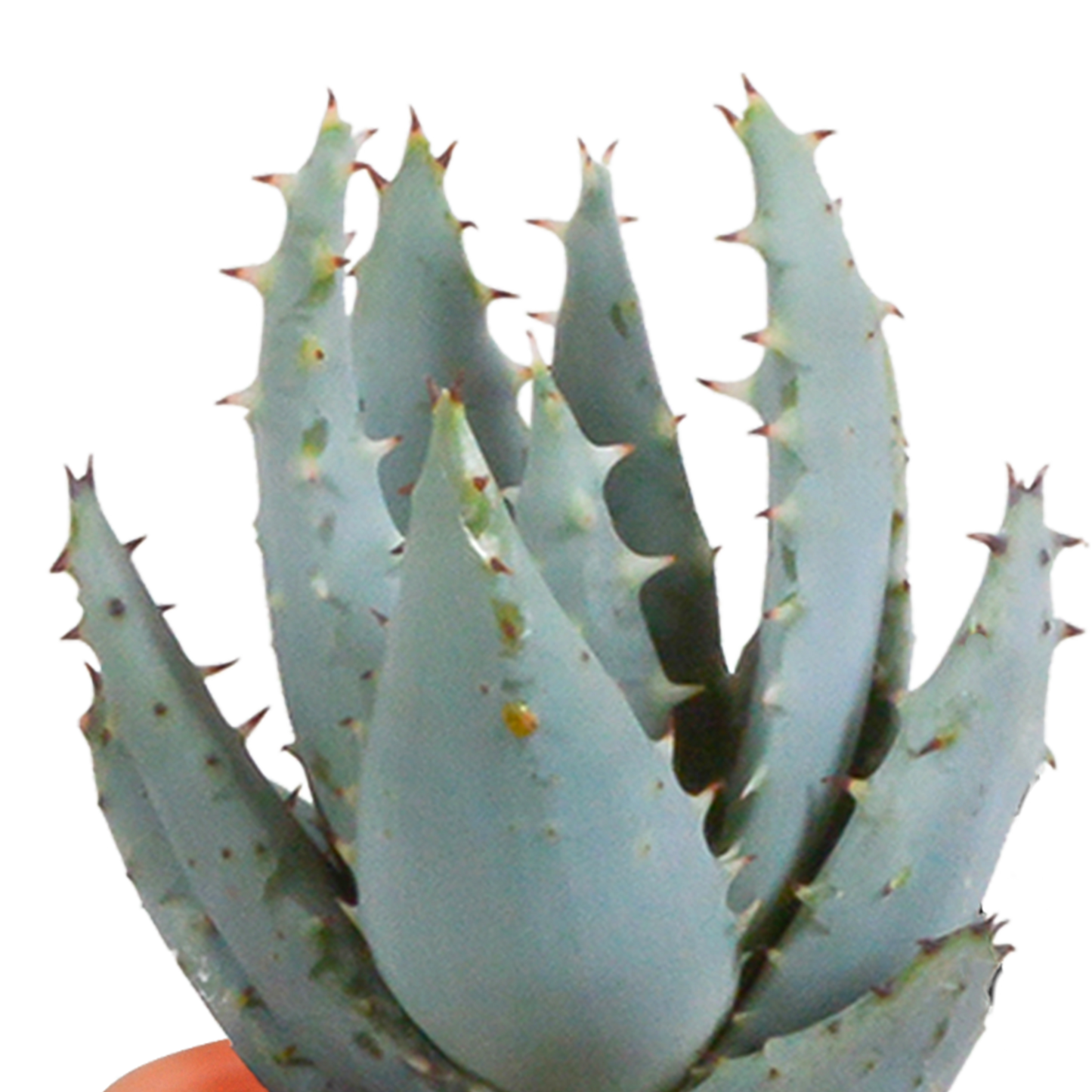 Cactus en vetplanten mix 5.5 cm | 15 stuks - in terracotta pot