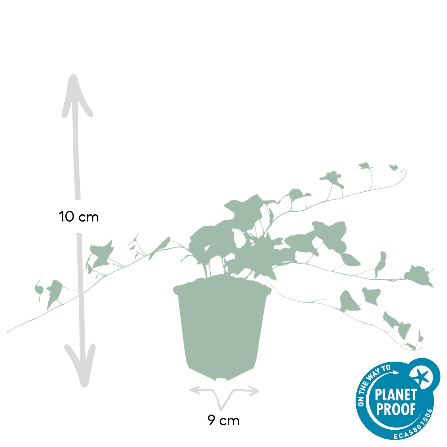 60x Hedera helix 'Glacier' - ↕10-25cm - Ø9cm
