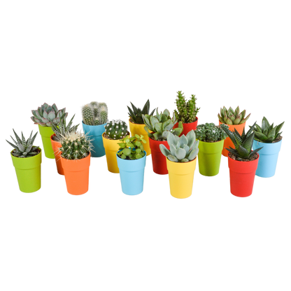 Cactus en vetplanten mix 5.5 cm | 15 stuks - in gekleurde plasticpot
