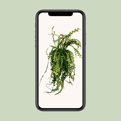 Ephiphyllum Anguliger - Ø21cm - ↕50cm
