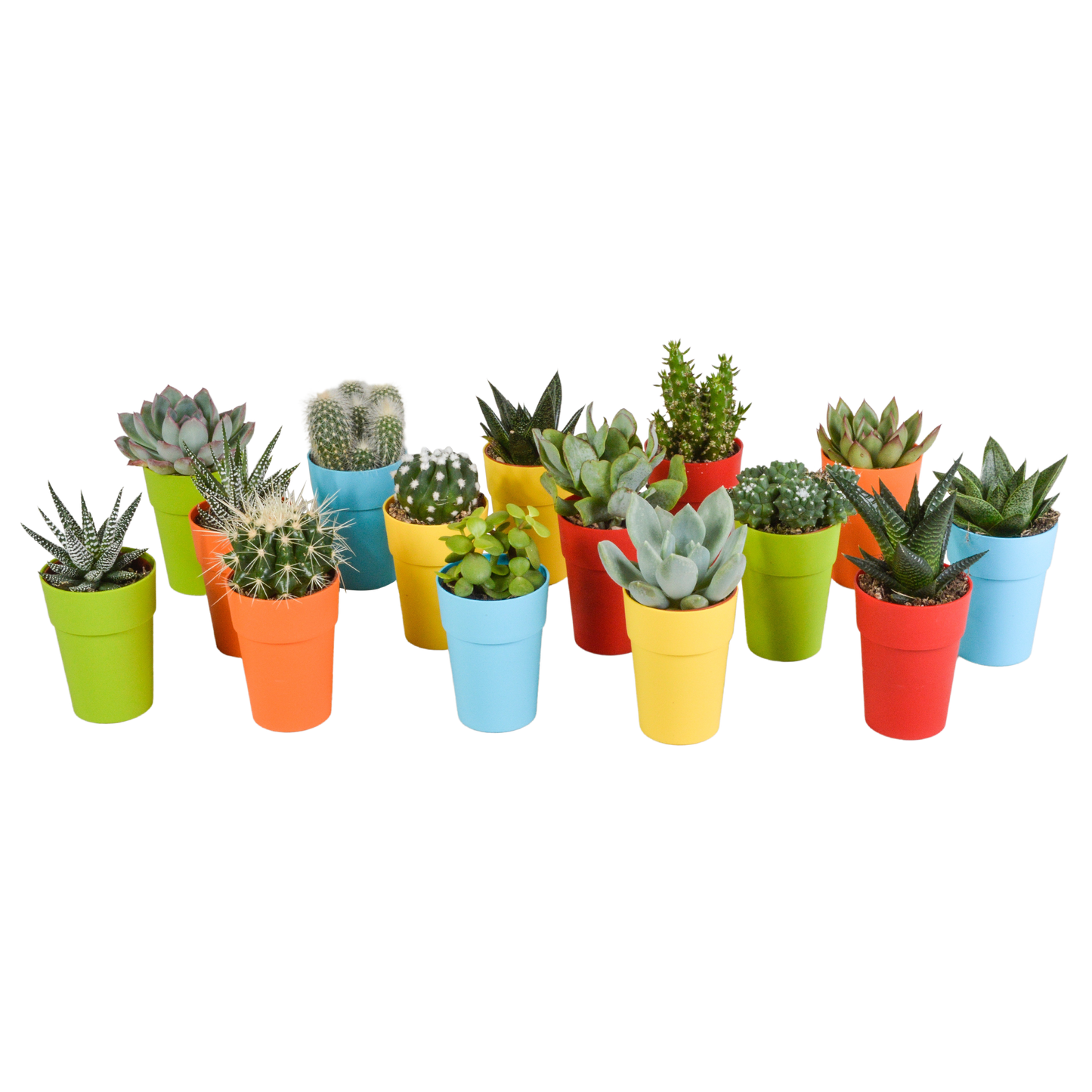Cactus en vetplanten mix 5.5 cm | 15 stuks - in gekleurde plasticpot