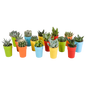 Cactus en vetplanten mix 5.5 cm | 15 stuks - in gekleurde plasticpot