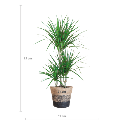 Dracaena Marginata met Lissabon mand zwart - 95cm - Ø21