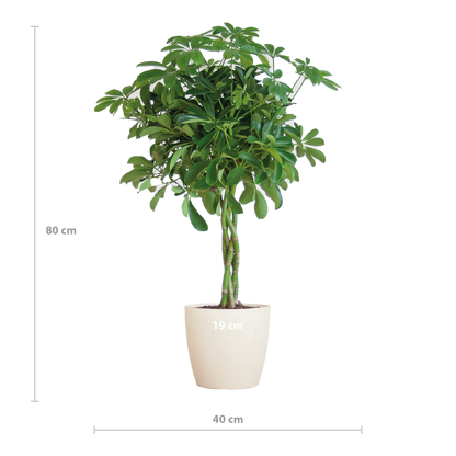 Schefflera Arab Nora met Viber wit  - 70cm - Ø21