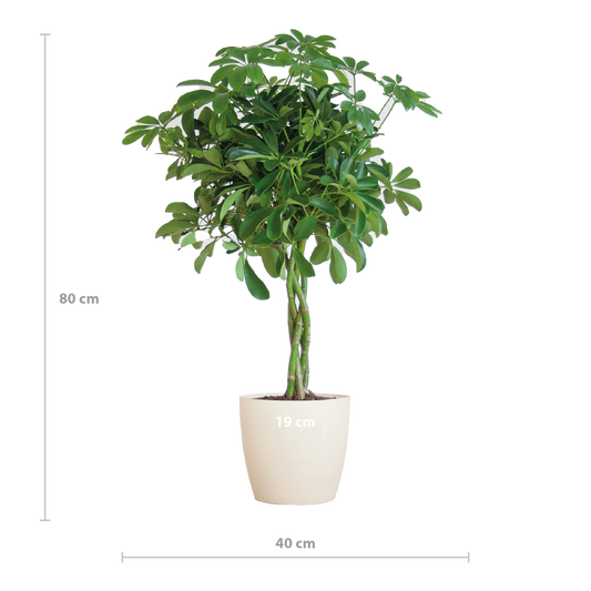 Schefflera Arab Nora met Viber wit  - 70cm - Ø21
