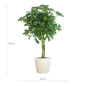 Schefflera Arab Nora met Viber wit  - 70cm - Ø21