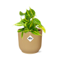 Philodendron Scandens ‘Brasil’ in ELHO Vibes Fold 14cm geel