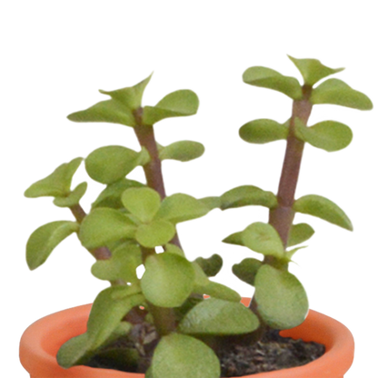 Cactus en vetplanten mix 5.5 cm | 15 stuks - in Mexicaanse pot