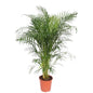 Dypsis Lutescens (Areca Palm) - 150 cm - ø30
